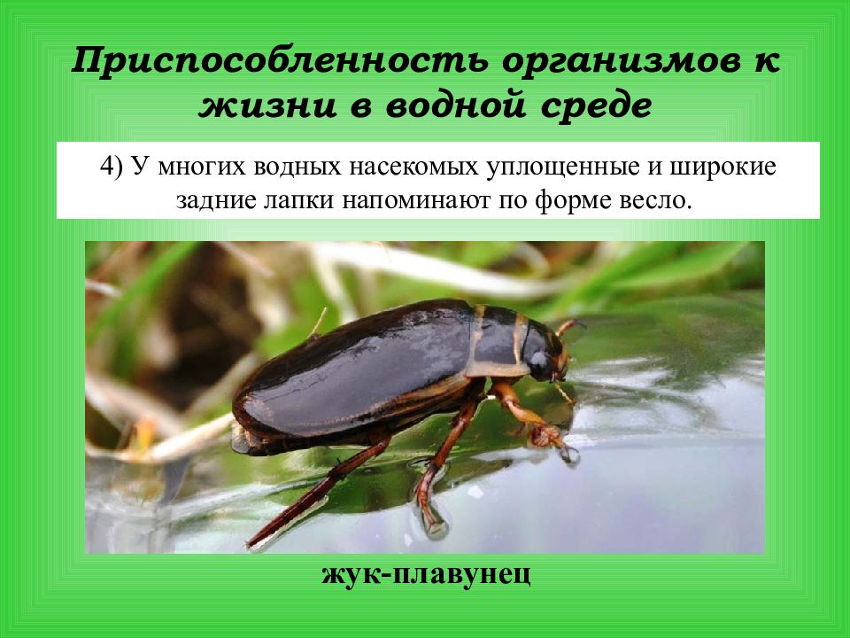 Проект на тему адаптация насекомых к сезонным изменениям в природе 9 класс биология