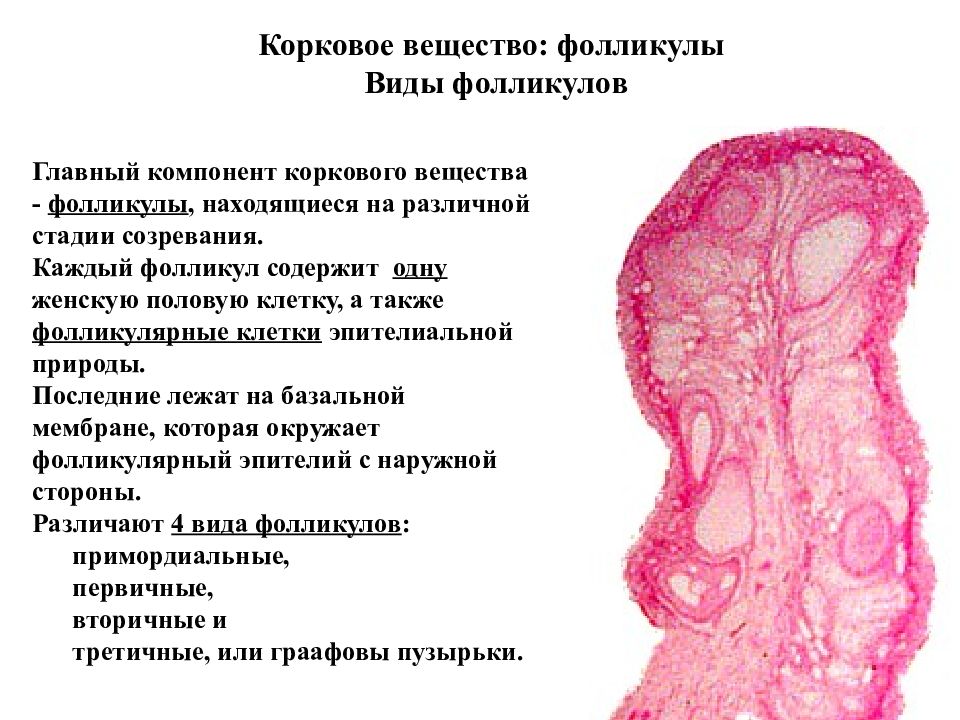 Как называют женскую половую. Женская половая система презентация. Женская половая система гистология. Половая система презентация. Яичник гистология препарат.