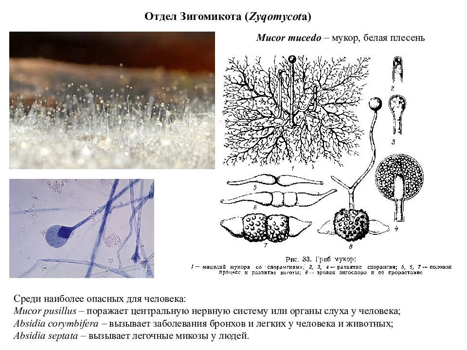 Грибы