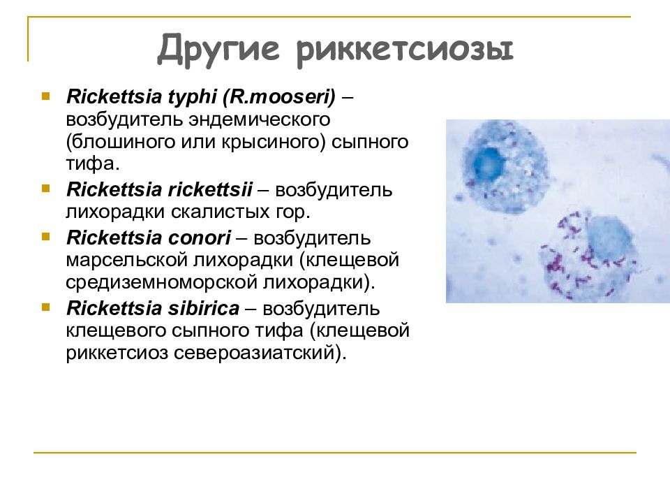 Ку лихорадка микробиология презентация