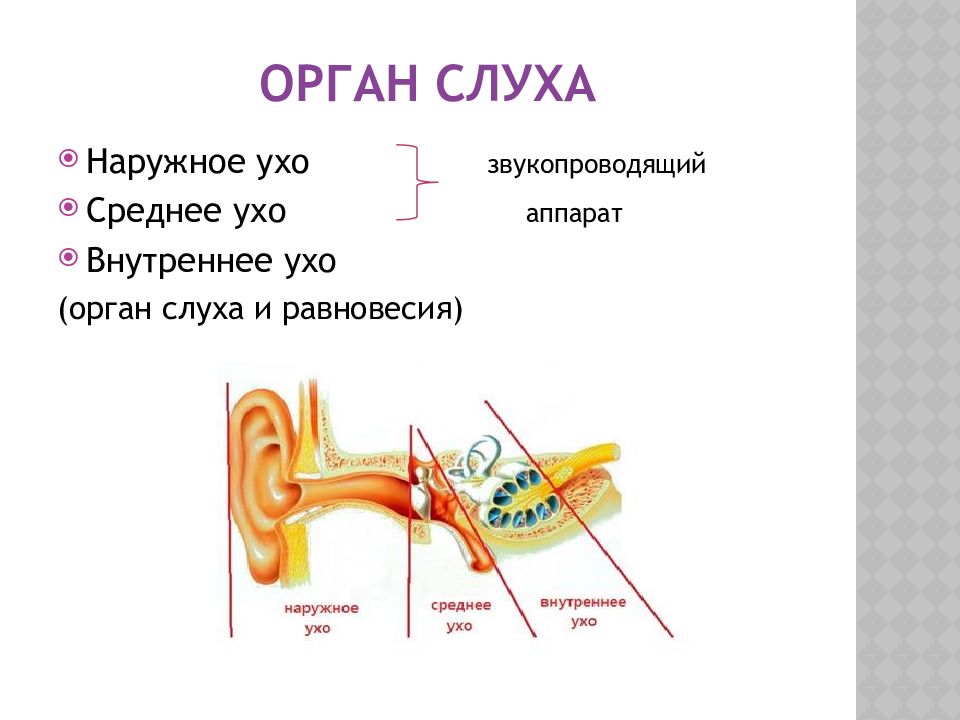 Число отделов органа слуха. Орган слуха и равновесия. Орган слуха картинка. Звукопроводящая функция органа слуха.