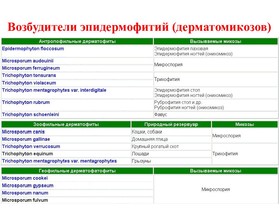 Эпидермофития возбудитель. Возбудители дерматоксикозов. Будитель дерматоминозов это. Возбудители дерматомикоща. Возбудители дерматомикозов микробиология.