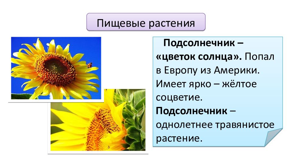 Проект подсолнух. Сложноцветные цветки подсолнечник. Цветки у подсолнечника в соцветии присутствуют. Загадка про подсолнух.