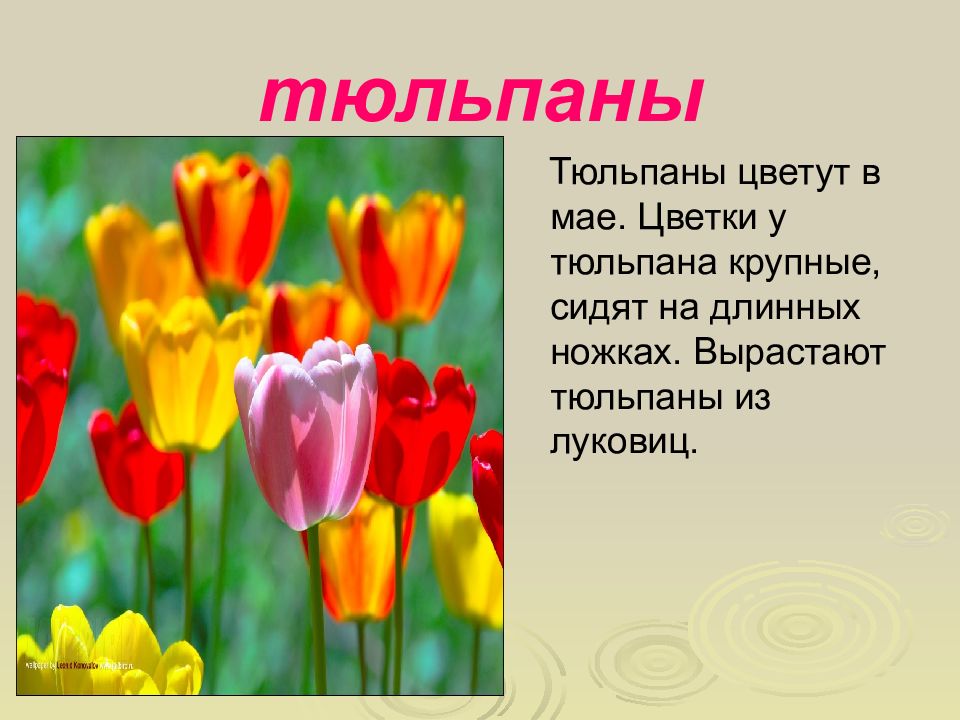 Тюльпан текс. Описание тюльпана. Рассказ о тюльпане. Сообщение о тюльпане. Презентация на тему цветы.