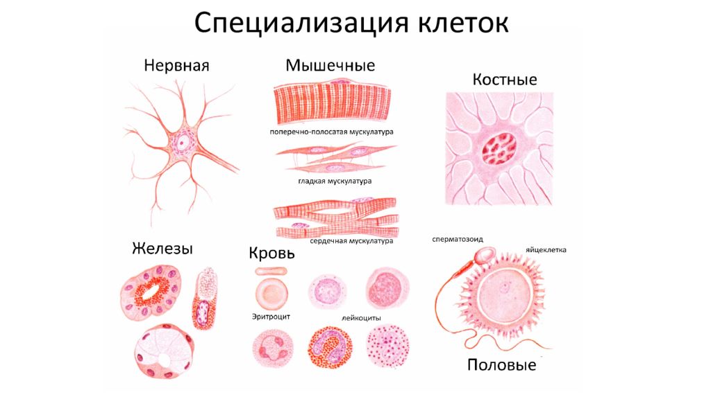 Клетки специализированы. Специализация клеток. Специализированные клетки. Дифференциация и специализация клеток.