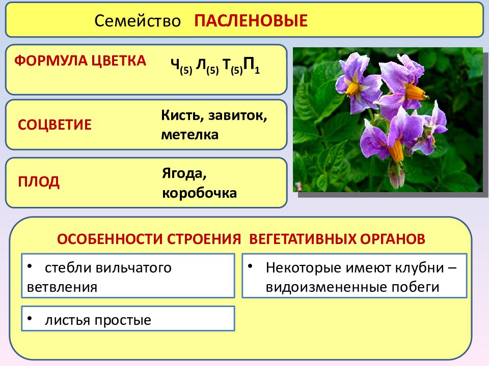 Диаграмма у пасленовых