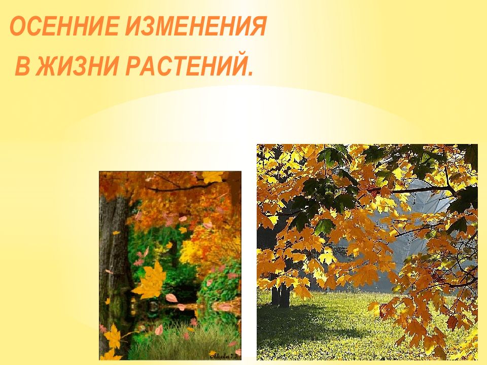 Изменения в природе осенью 2 класс. Осенние изменения в жизни растений. Осень сезонные изменения. Осень изменения в природе. Осенние изменения в живой природе.