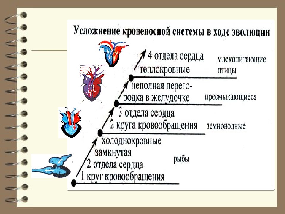 Если в процессе эволюции у животного сформировалась кровеносная система схема которой изображена