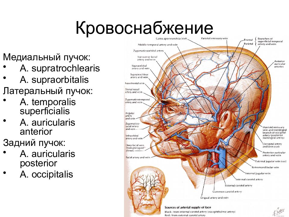 Презентация топографическая анатомия мозгового отдела головы