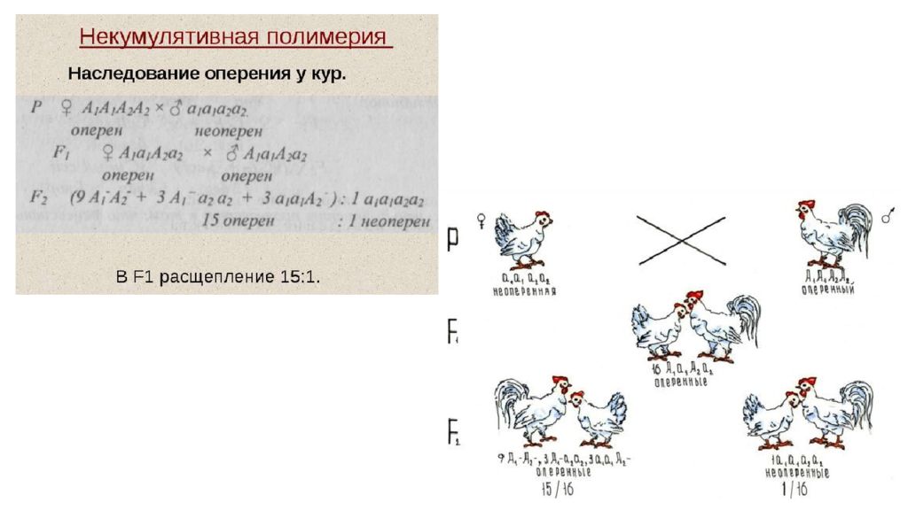 Полимерия это. Некумулятивная Полимерия пастушья сумка. Некумулятивная Полимерия примеры. Некумулятивная Полимерия это в генетике. Наследование окраски оперения у кур.