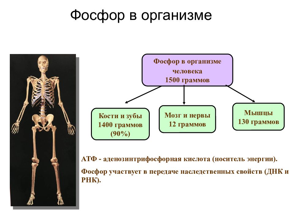 Фосфор в организме человека презентация