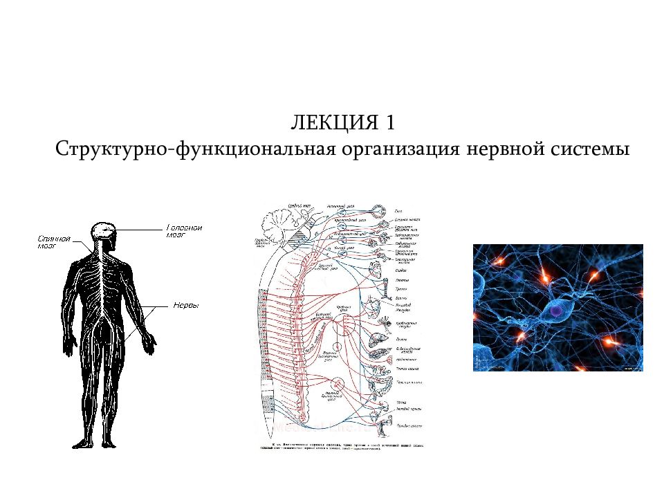 Автономная нервная система физиология презентация