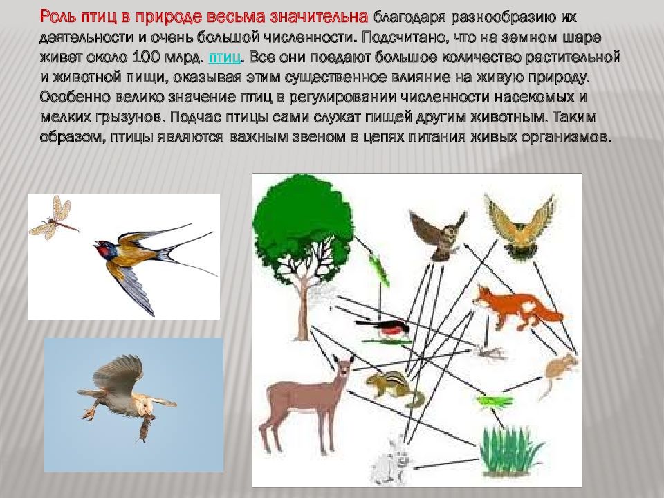 Презентация на тему роль животных в природе и жизни человека 7 класс