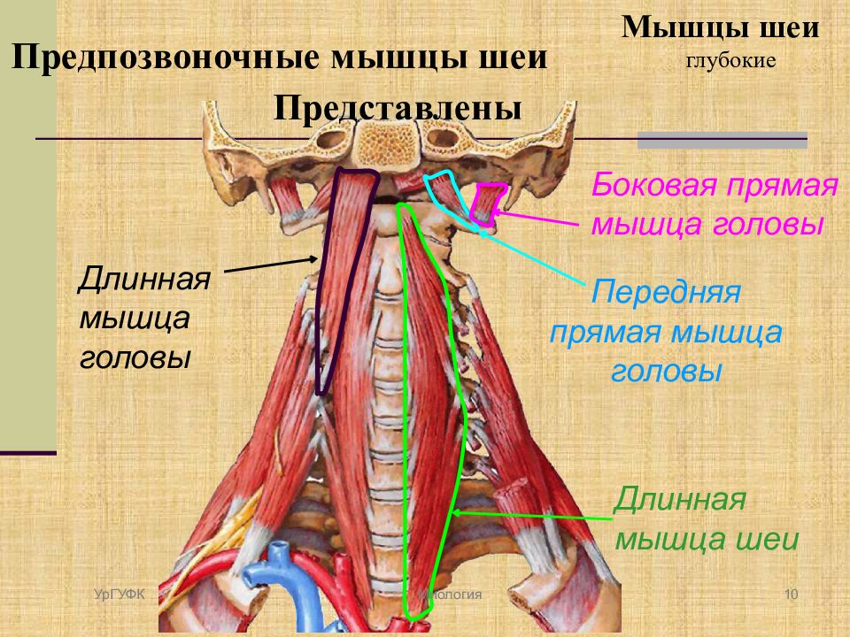 Глубокие мышцы шеи. Глубокие мышцы шеи медиальная группа. Глубокие мышцы шеи латеральная группа. Мышцы шеи анатомия предпозвоночная. Глубокие мышцы шеи вид спереди.