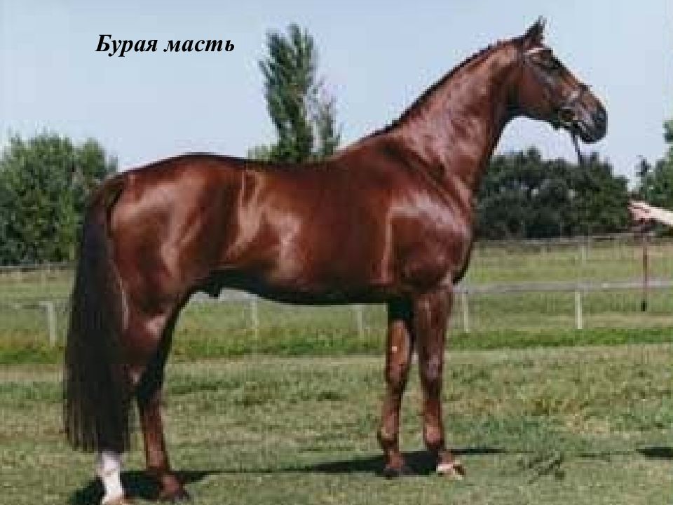 Бурая масть