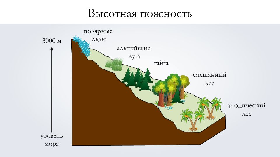 Высотная. Высотная поясность Евразии. Зона ВЫСОТНОЙ поясности Евразии. Области ВЫСОТНОЙ поясности Евразии. Зона высокой поясности это.