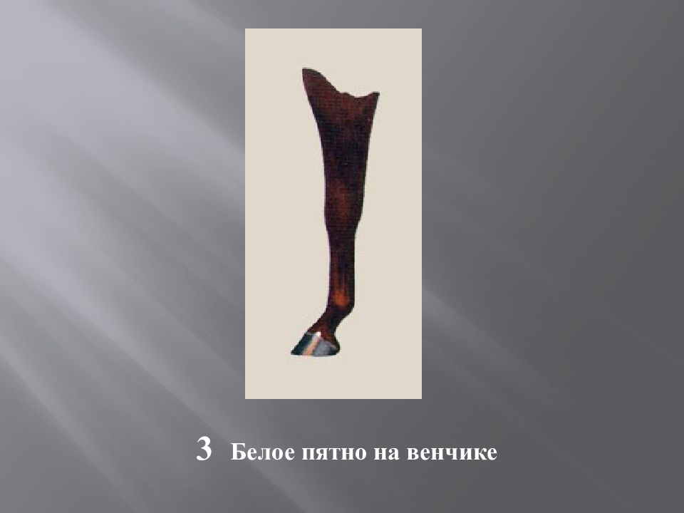 Масти и отметины у лошадей