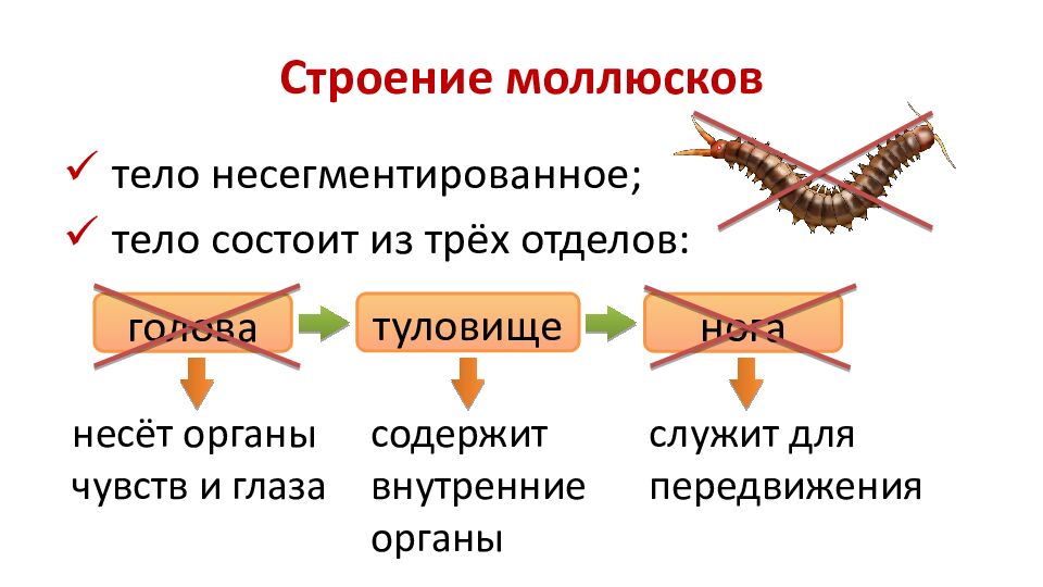 Строение моллюсков