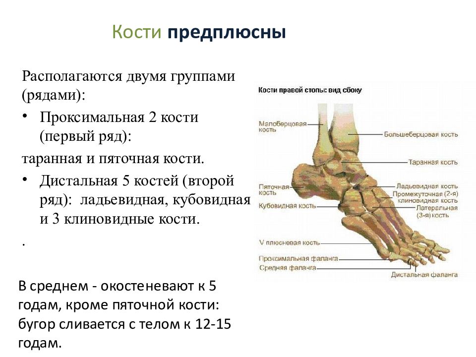 В кости выделяют. Кости предплюсны стопы. Строение предплюсны стопы. Кости предплюсны строение. Предплюсна строение анатомия.