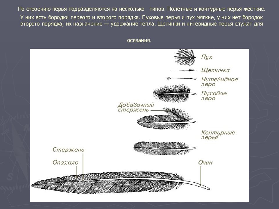 Контурное перо птицы строение и рисунок основные части