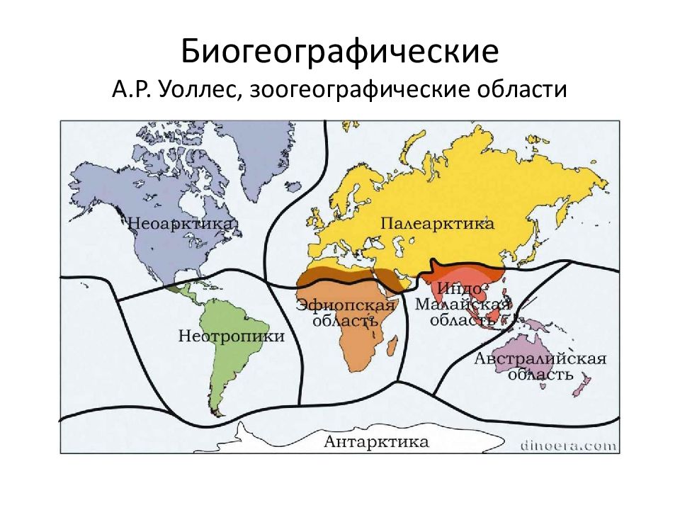 Биофилотические царства и области суши карта