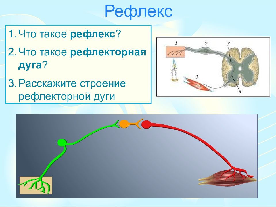 Рефлекс это в биологии кратко. Рефлекторная дуга это в биологии. Рефлекторная дуга начинается с. Строение рефлекса. С чего начинается рефлекторная дуга.