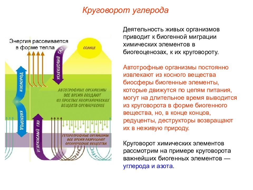 Химические процессы в биосфере. Циркуляция биогенных элементов. Схема круговорот биогенных элементов. Круговорот биогенных элементов в экосистеме. Модель круговорота биогенных элементов.