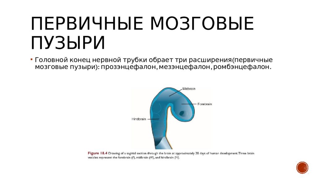 Стадия пяти мозговых пузырей. Первичные мозговые пузыри. Производные мозговых пузырей таблица. Развивается из 3 мозговых пузырей. Головной конец.