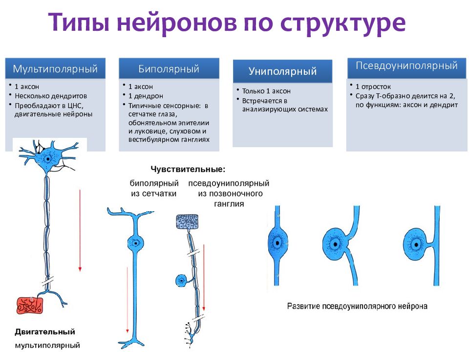 Нейрон фарма. 3 Типа нейрона и их функции. Типы нейронов – по строению и функции. Классификация нейронов по функциям таблица. Типы нейронов по функциям.