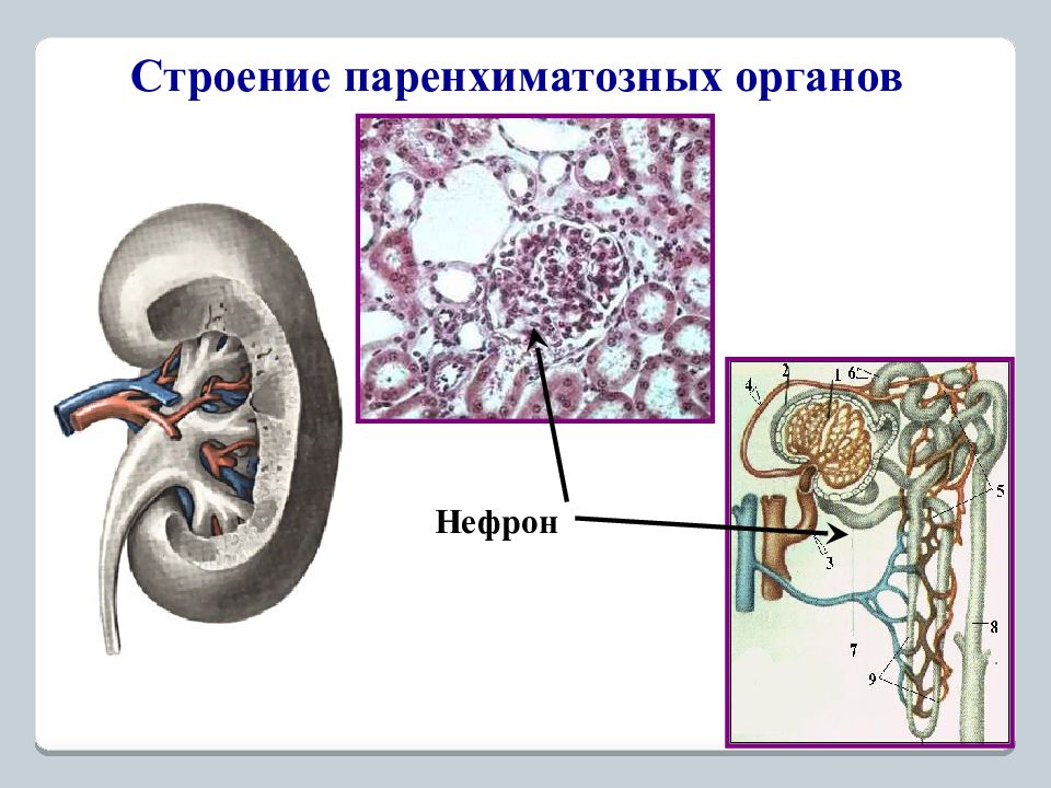 Глиссонова капсула. Схема строения паренхиматозного органа. Строение паренхиматозных органов. Строение стромы паренхиматозных органов. Принцип строения паренхиматозных органов.