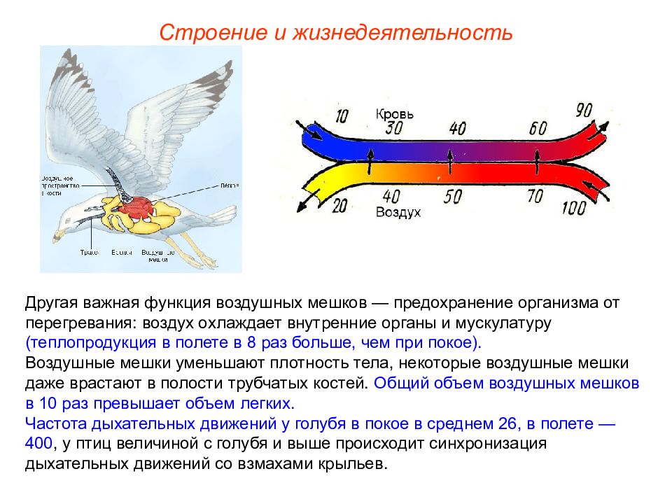 Функции птиц. Воздушные мешки у птиц функция. Презентация Пименов класс птицы. Строение и жизнедеятельность птиц.