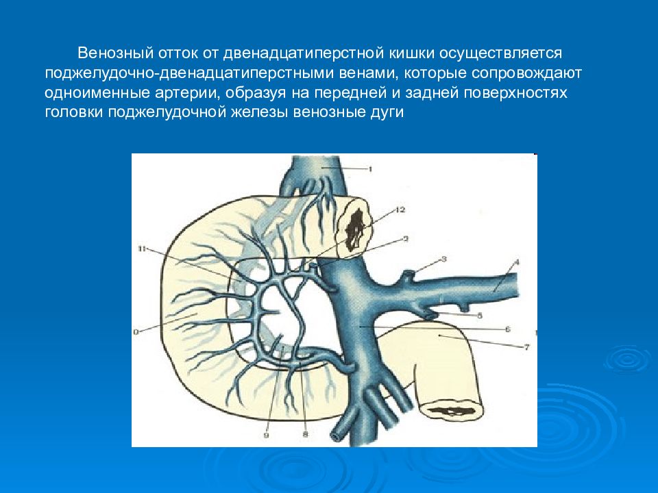 Венозный. Венозный отток 12 перстной кишки. Двенадцатиперстная кишка венозный отток. Анатомия червеобразного отростка венозный отток. Венозный отток от двенадцатиперстной кишки.