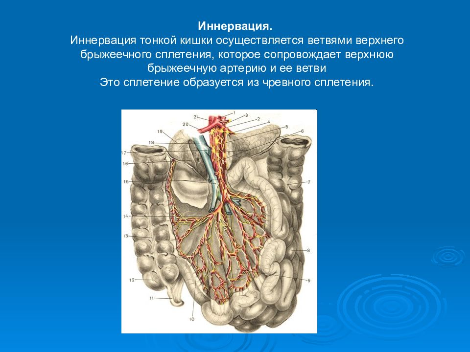 Выстилает стенки кишечника. Верхнее брыжеечное сплетение. Хирургическая анатомия тонкой кишки. Брыжеечное сплетение ветви.