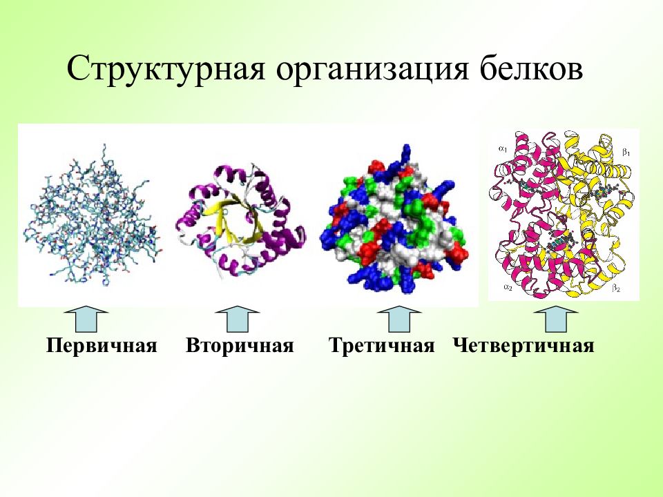 Организации белка. Структурная организация белков. Первичная структурная организация белков это. Белки структурная организация. Первичная структура организации белка.