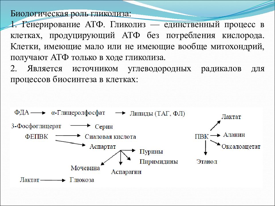 Процесс гликолиза. Роль гликолиза биохимия. Биологическая функция гликолиза. Аэробный гликолиз биохимия биологическая роль. Биороль гликолиза.