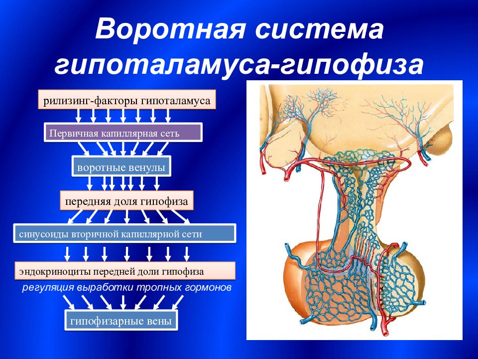 Гипоталамо гипофизарная система анатомия презентация