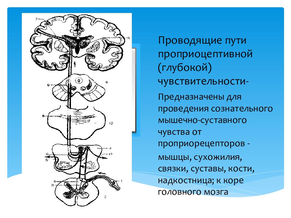 Группы проводящих путей. Проприоцептивный путь коркового направления. Схема проприоцептивной чувствительности. Проводящий путь сознательной проприоцептивной чувствительности. Проводящий путь сознательного проприоцептивного чувства схема.