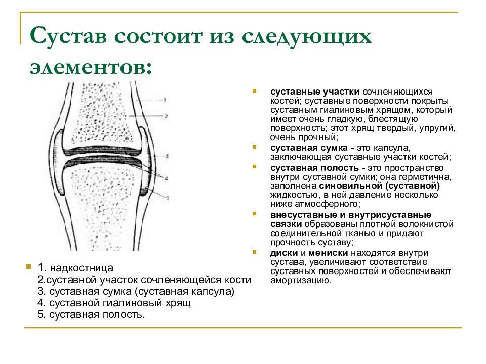 Строение сустава рисунок