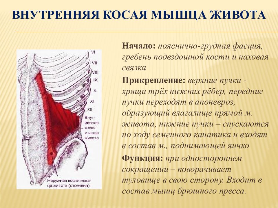 Функции мышц живота. Наружная косая мышца живота анатомия функции. Внутренние косые мышцы живота функции. Внутренняя косая мышца живота функции. Внутренняя косая мышца живота функции прикрепление.