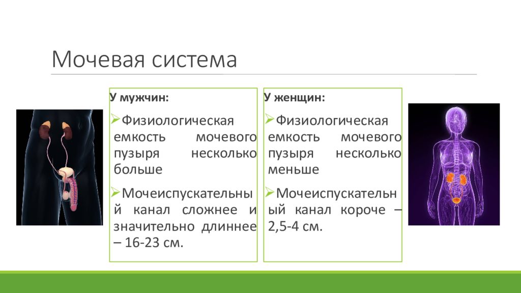 Особенности мужского и женского организмов