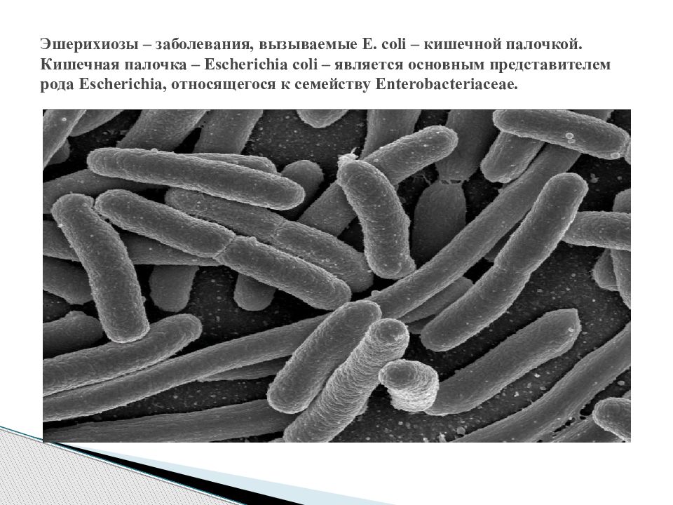 Эшерихиоз. Кишечная палочка эшерихиоз. Эшерихии кишечная палочка. Эшерихиоз возбудитель заболевания. Энтеробактерии Escherichia coli.