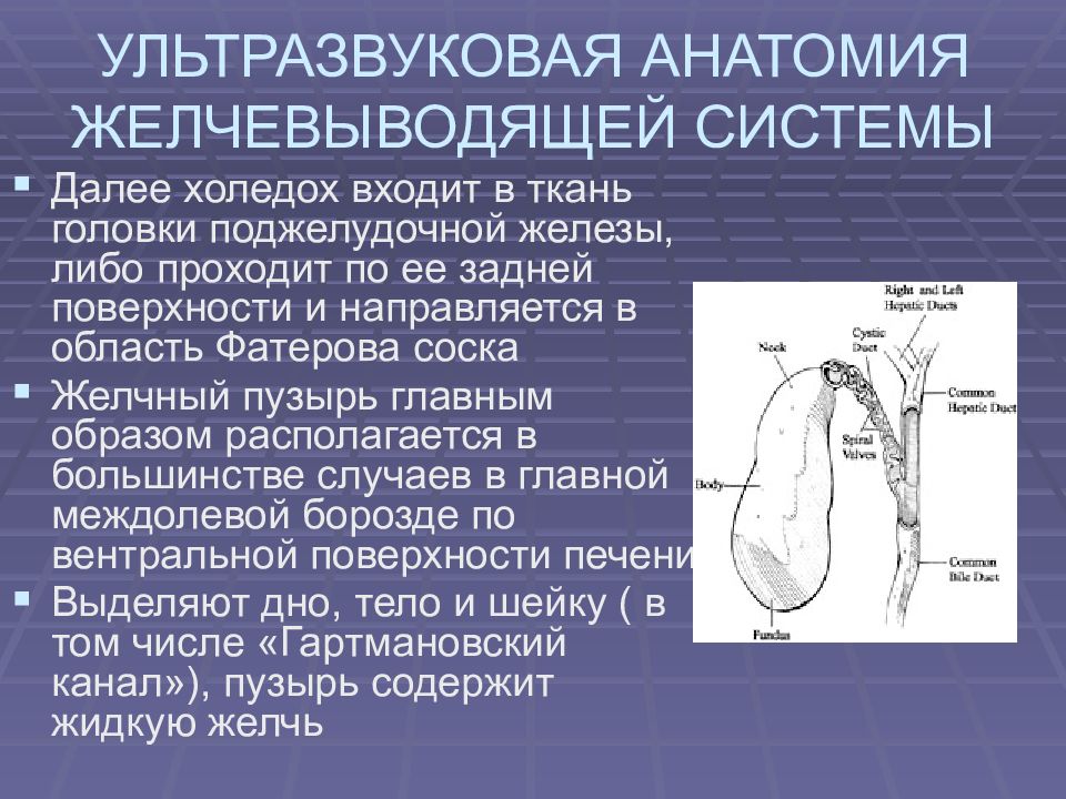 Холедох 4 мм