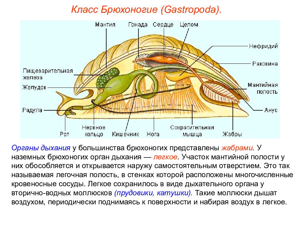 Тип моллюски схема