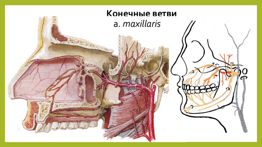 Конечные ветви. Ветви максилярис. Конечные ветви артерия maxillaris. Сосуд от a maxillaris.