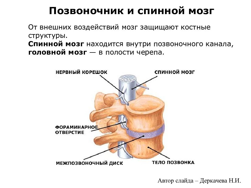 Где находится спинной мозг. Строение позвонка Позвоночный канал. Структура позвоночника и костный мозг. Строение позвонка и спинного мозга. Строение костного мозга позвоночника.