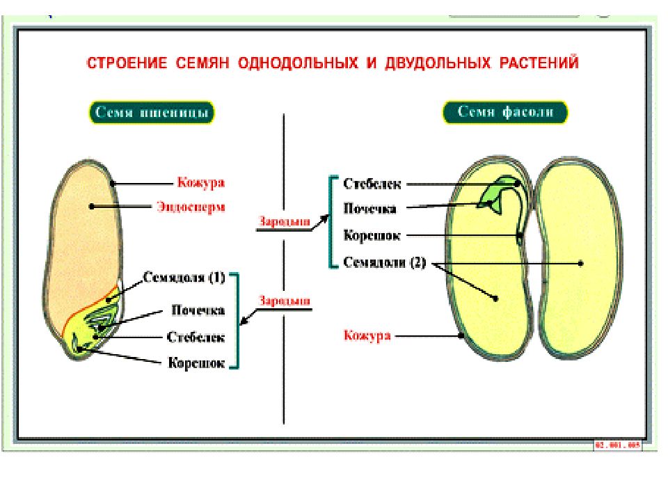 Егэ генеративные органы. Генеративные органы растений. Генеративные органы растений 7 класс. Как выглядят генеративные органы. Генеративные органы растений ЕГЭ.