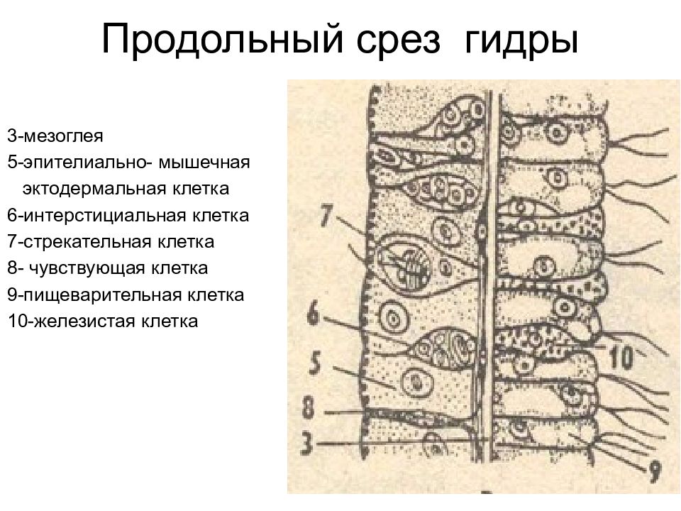 Стенка тела гидры схема