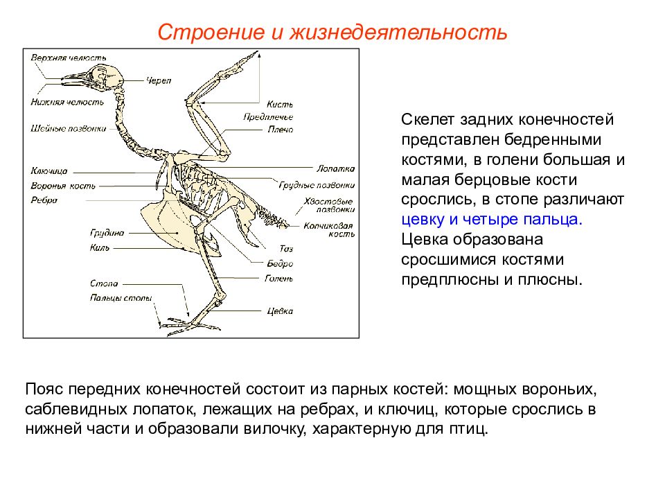 Кости верхних конечностей птиц. Пояс передней конечности скелет птицы. Скелет пояса верхних конечностей у птиц. Функции пояса передних конечностей у птиц. Пояс передней конечности у птиц.