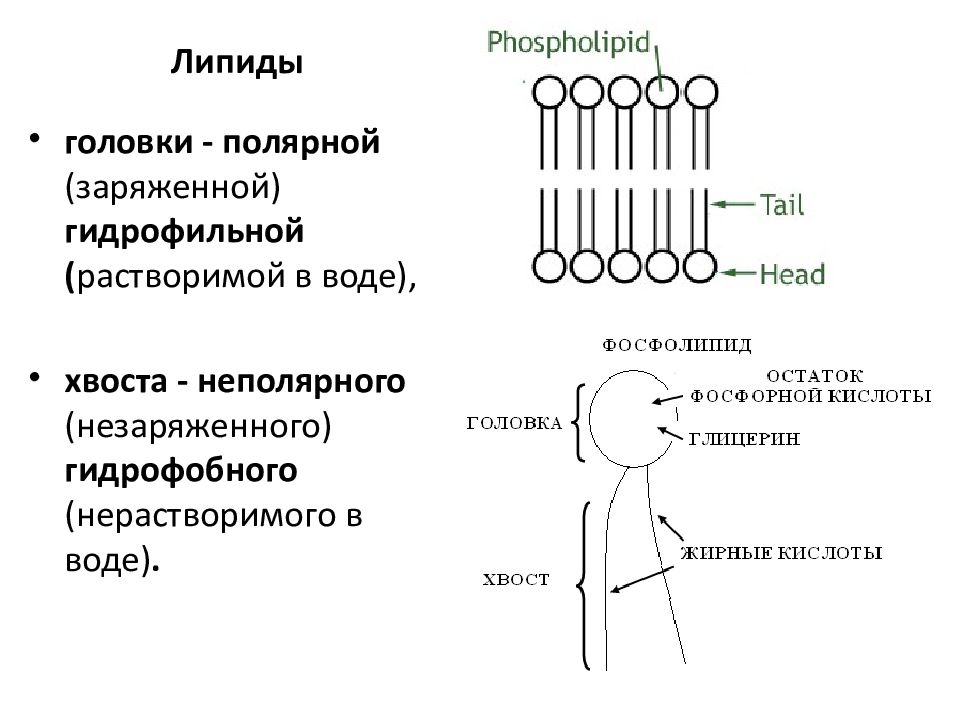 Строение липидов. Структура строения липидов. Фосфолипиды мембран хвост. Полярные головки липидов гидрофильные. Головки фосфолипидов гидрофобные.