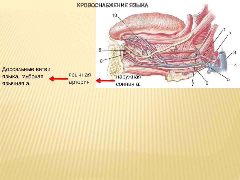 Дорсальный слой. Дорсальные ветви языка. Артерии язычная артерия.